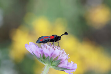 Zygaena sarpedon