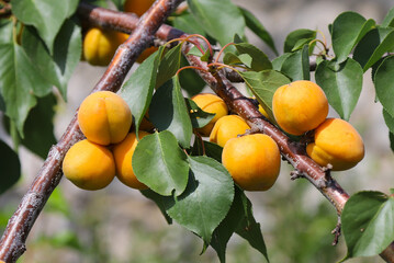 Branches of the apricot tree with great number of fruits in the garden in summer