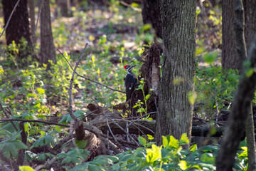 Woodpecker