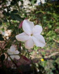 Fototapeta na wymiar Jasminum grandiflorum,is a species of jasmine native to South Asia, the Arabian peninsula, East and Northeast Africa and China.The individual flowers are white having corolla .Flowers blooming,Italy.