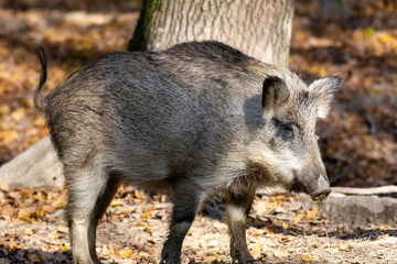 Naklejka na ściany i meble Wild boar in the autumn forest