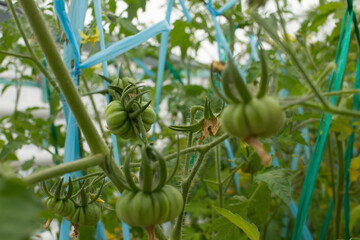 Green tomatoes planted in an urban garden for personal consumption