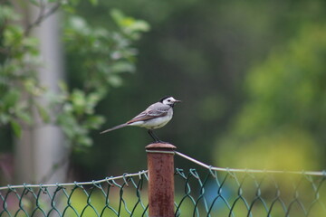 bird on the fence
