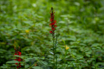 Red Plant in the Forest