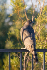 Hawk on Fence