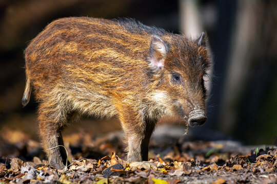 Small Wild boar in the autumn forest