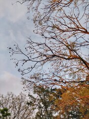 Tree - Cânion Fortaleza - Parque Nacional de Aparados da Serra - Canyons Cambará do Sul
Aparados da Serra National Park is in south Brazil. It’s known for the Fortaleza and Itaimbezinho Canyon