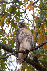 Red-Tailed Hawk