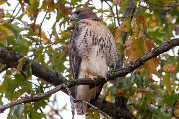Red-Tailed Hawk