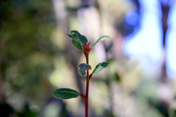 Vertical sprig of bush with bud and colorful forest background