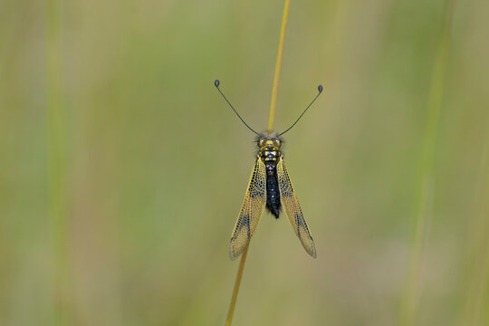 Libelloides longicornis