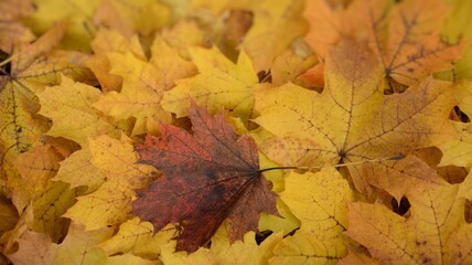 Jesienne liście tło klon złociste autumn leaves maples