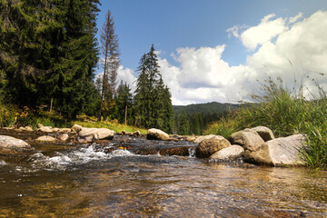 Fototapeta na wymiar River flow in the forest