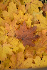 Jesienne liście tło klon złociste autumn leaves maples