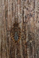 Aradus betulae