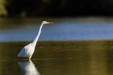 Grande Aigrette