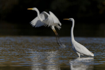 Grande Aigrette