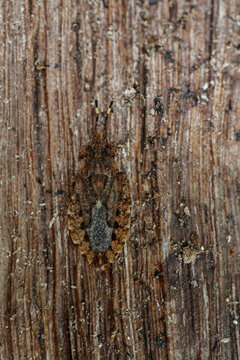 Aradus betulae