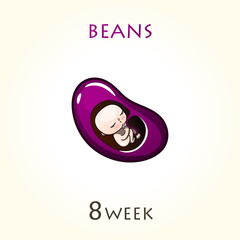 Stages of development of pregnancy, the size of the embryo for weeks. Human fetus inside the uterus. 8 week of 42 weeks of pregnancy. Vector illustrations