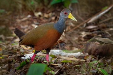 Aramides cajaneus - Grey-necked Wood-rail  bird in the family Rallidae, the rails. It lives primarily in the forests, mangroves, and swamps of Central and South America