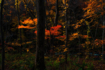 Fototapeta premium Autumn leaves autumn foliage autumn colors fall leaves fall