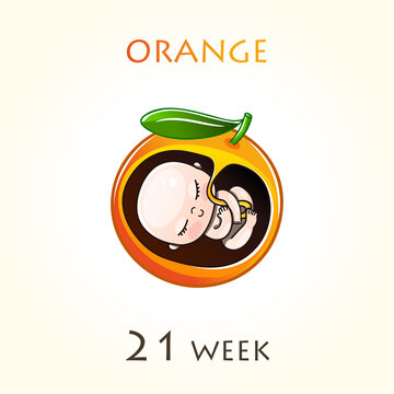 Stages of development of pregnancy, the size of the embryo for weeks. Human fetus inside the uterus. 21 week of 42 weeks of pregnancy. Vector illustrations orange