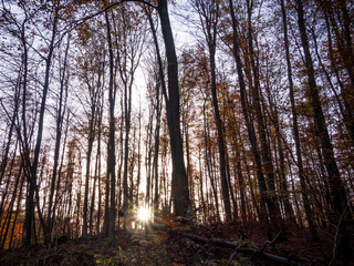 silhouettes of forest trees in sunset light
