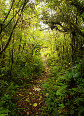 Fototapeta premium Landscape from Monte Verde in Costa Rica, mountains and green forests, rainforest and bue sky with the clouds. Creek with the waterfall and beautiful bush in the jungle