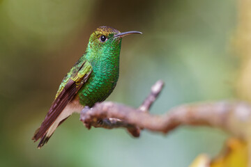 Coppery-headed Emerald - Elvira cupreiceps small hummingbird endemic to Costa Rica