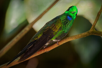 Green-crowned Brilliant - Heliodoxa jacula large, robust hummingbird that is a resident breeder in the highlands from Costa Rica to western Ecuador