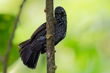 Black-hooded Antshrike - Thamnophilus bridgesi species of bird family Thamnophilidae, found in Costa Rica and Panama, natural habitats are moist lowland forests, mangrove forests