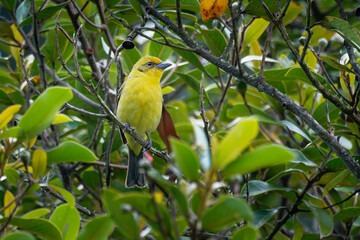 Flame-colored Tanager  - Piranga bidentata formerly stripe-backed tanager, American songbird, Formerly placed in the tanager family Thraupidae, now classified in the cardinal family Cardinalidae