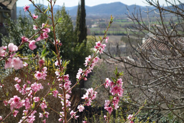 Pink flowering branches in a sunny Mediterranean landscape