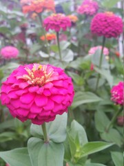 Obraz premium pink flower