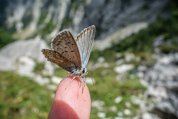 Butterfly sitting on Finger in Summertime