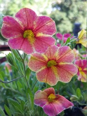 Fototapeta premium pink flowers in the garden