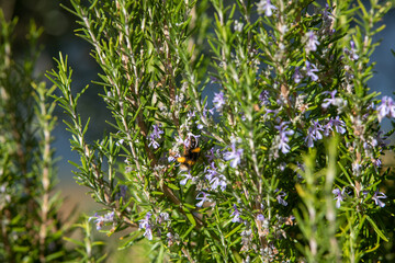 Herbal lavender flowers