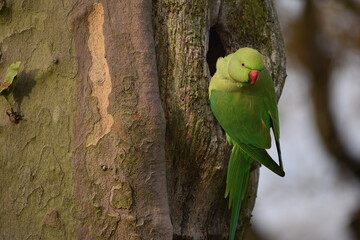 The colourful ring necked parakeet has mostly green plumage darker in flight wing feathers a red bill eye circle and pinkish neck They are alien species to the UK often seen between Windsor and London