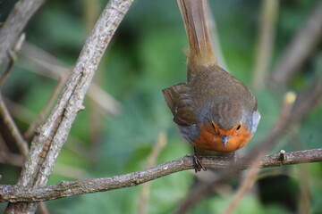 London robin ready to take off with a red orange face throat and breast bordered by grey sides Brown upper parts marked with faint buff wing bar British favourite bird if greeting cards are considered