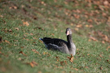 Gans