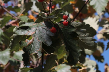 holly and berries