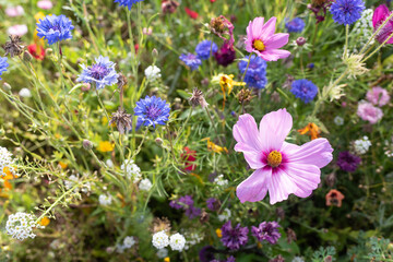 wild flowers in spring