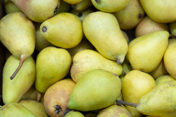 fresh green pears harvested