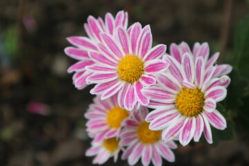 紅白の菊