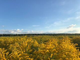 Glade with yellow flowers and forest horizon