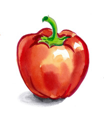 Red sweet pepper vegetable. Watercolor painting