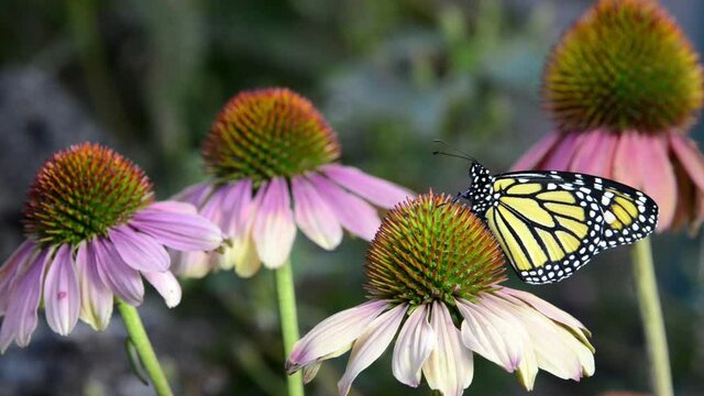 HD video of one monarch butterfly on resting on pastel pink and peach colored coneflowers
