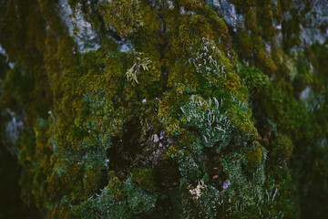 Tree with natural moss and lichen, northern nature