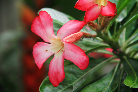 Adenium obesum red flower