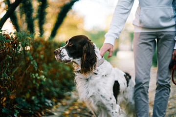 Havanese dog in park, Paris, 2020